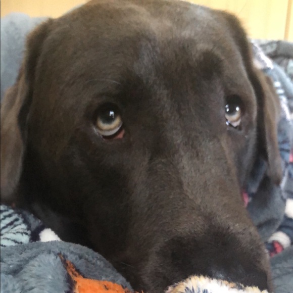 Meet your Posher, Marilyn - Picture 2 of 8